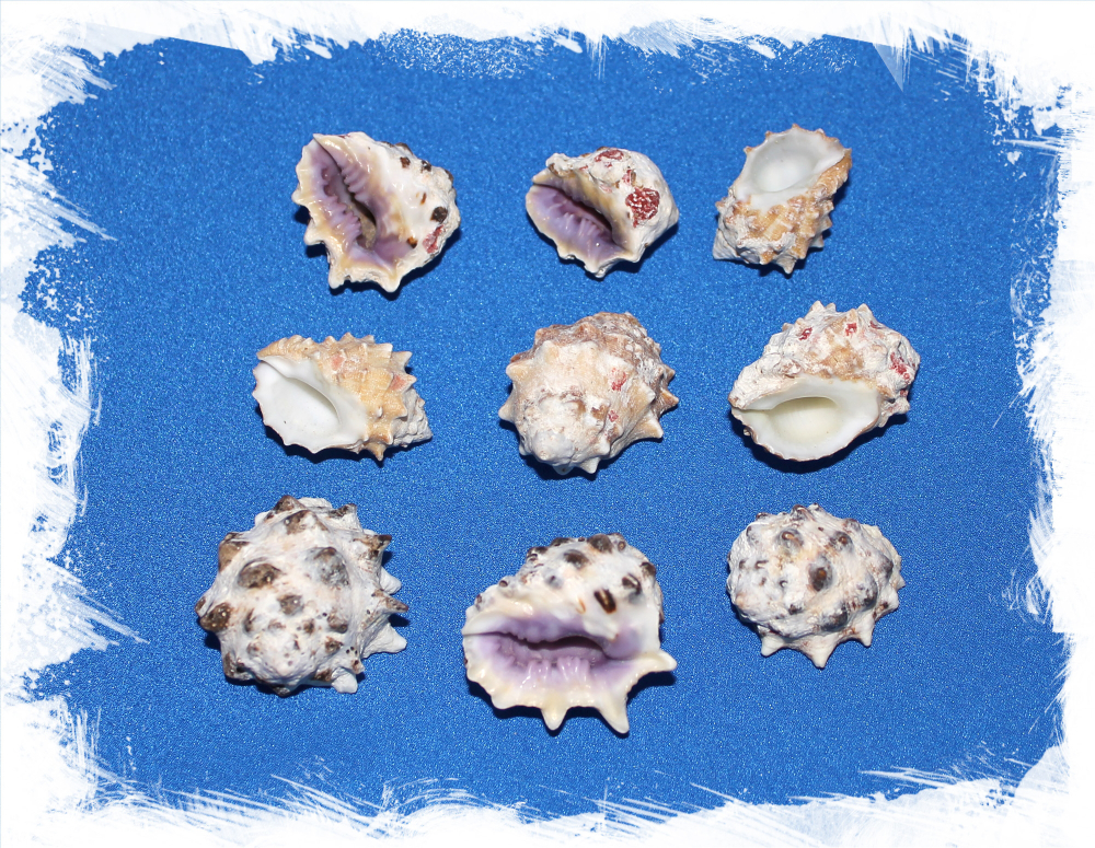 Ракушки Друпа Морум Виолет