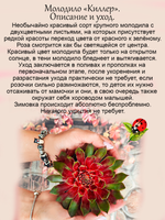 Молодило Киллер двухцветное