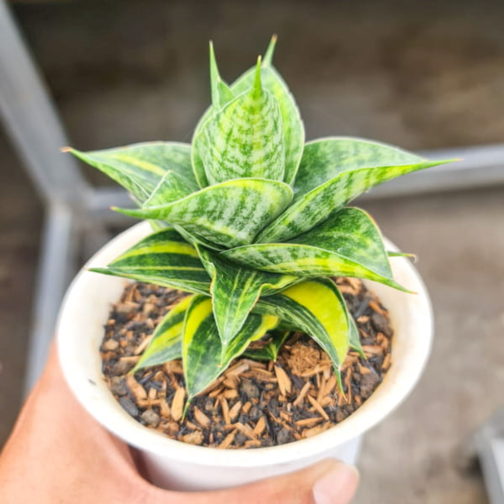 Сансевиерия SINDORO VAR