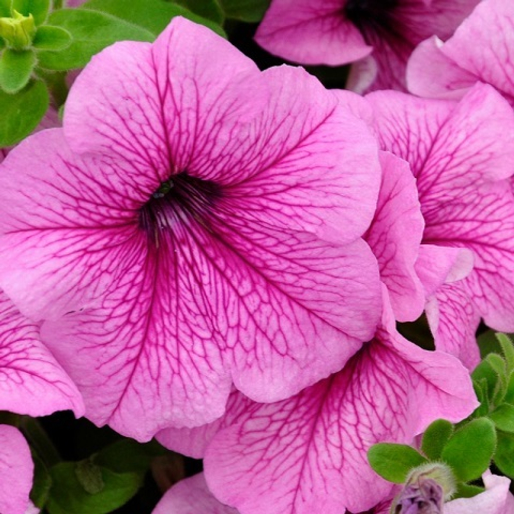 Петуния крупноцветковая розовая с прожилками (Pink Vein) (6 шт)