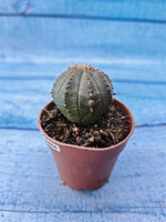 Euphorbia Obesa (Эуфорбия)