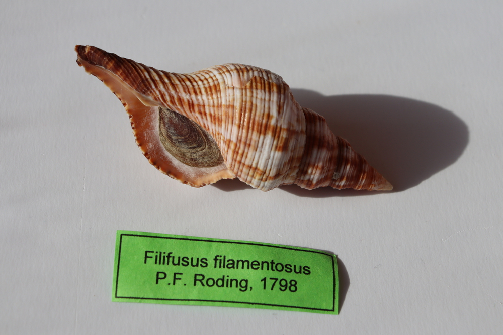 Ракушка Плеуроплока Филаментоза (Filifusus filamentosus)