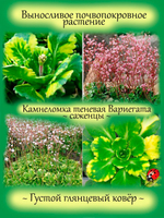 Камнеломка Теневая Вариегата пёстролистная