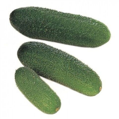 ГАРМОНИЯ РЗ F1 семена огурца (Rijk Zwaan | Alexagro)