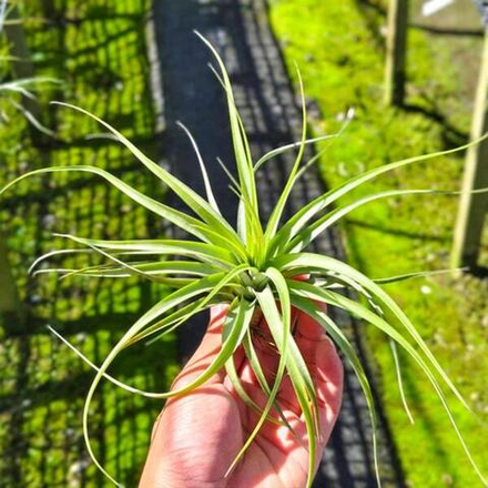 Тилландсия Widgee (concolor x brachycaulos) R