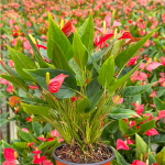 Антуриум Андре MFR