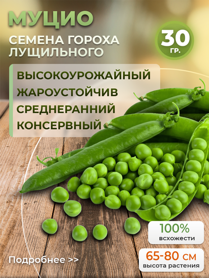 МУЦИО семена гороха (Syngenta | Alexagro) – фото 9