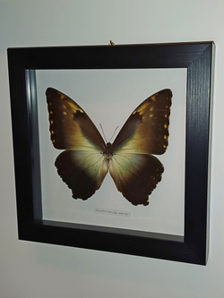 Бабочка Morpho hecuba werneri в рамке