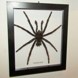 Паук-Птицеяд Pamphobeteus antinous самец