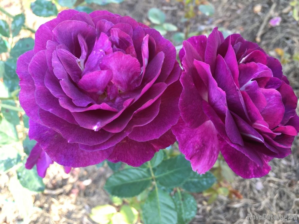 Мистерьез (Mystérieuse)