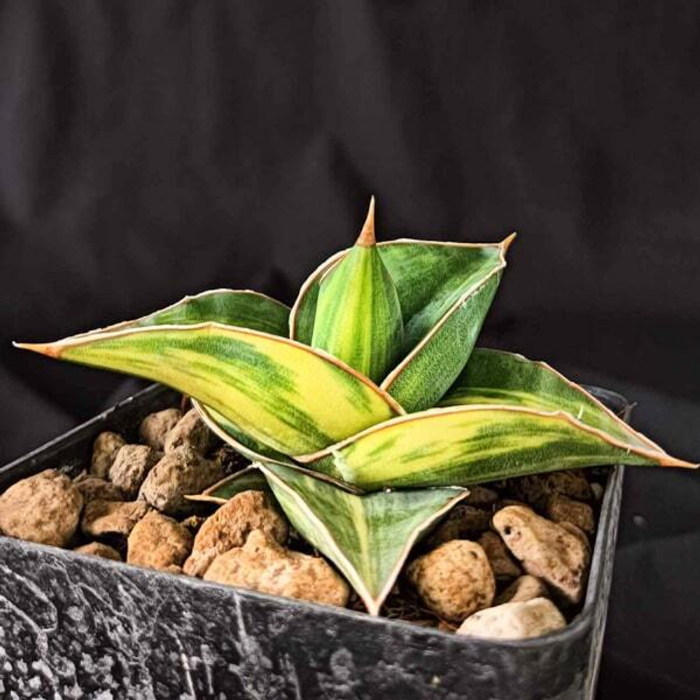 Сансевиерия PINGREN VAR