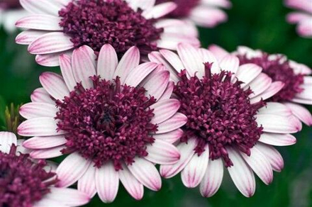 Остеоспермум махровый 3D Berry White ОКС укорененный черенок