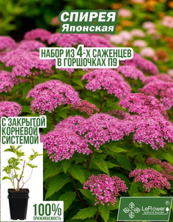 Саженец, Спирея, Японская, 4 шт