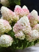 Гортензия метельчатая Литл Блоссом