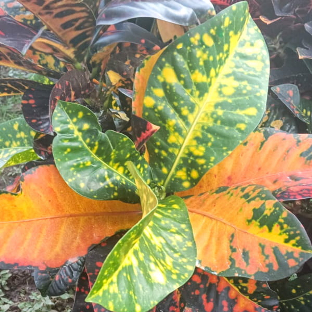 Кротон ORANGE JUICE