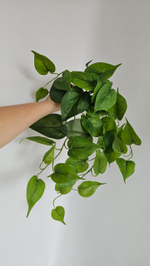 Сциндапсус / Арт 4271