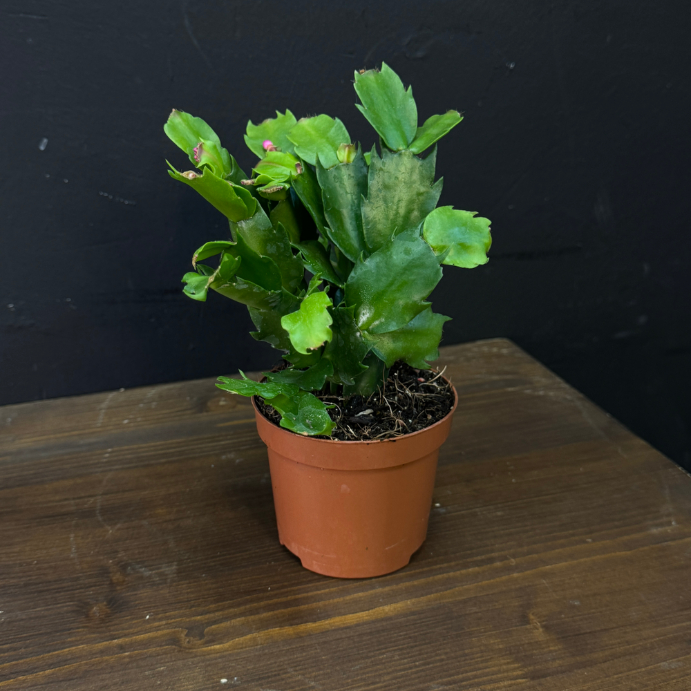 Шлюмбергера «Декабрист»