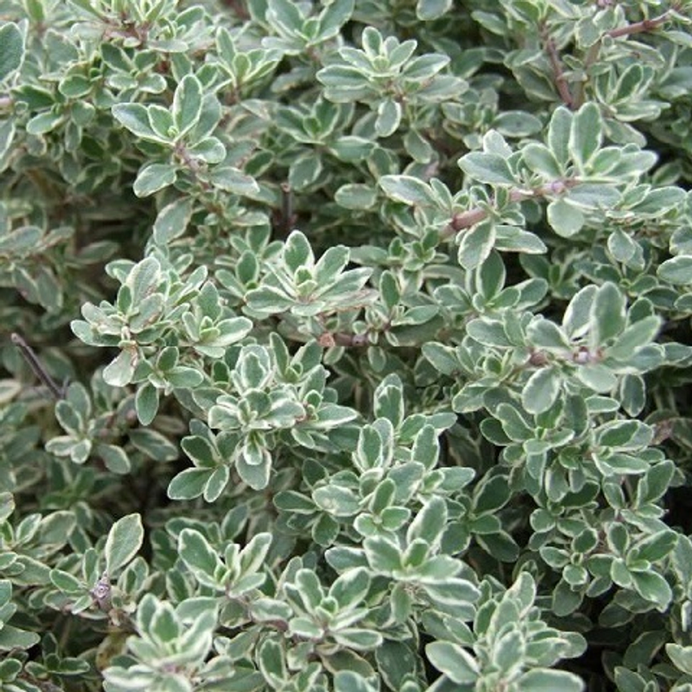 Тимьян Silver Queen