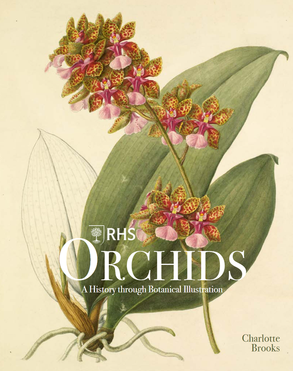 RHS Orchids