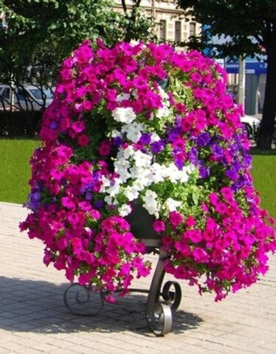 Цветочница Елочка маленькая