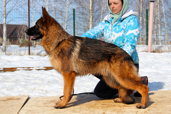 ЗОЛЛО Из Поместья Боговик