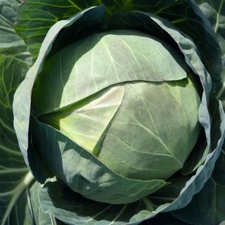 Капуста белокочанная Церокс F1 2500 (семян)