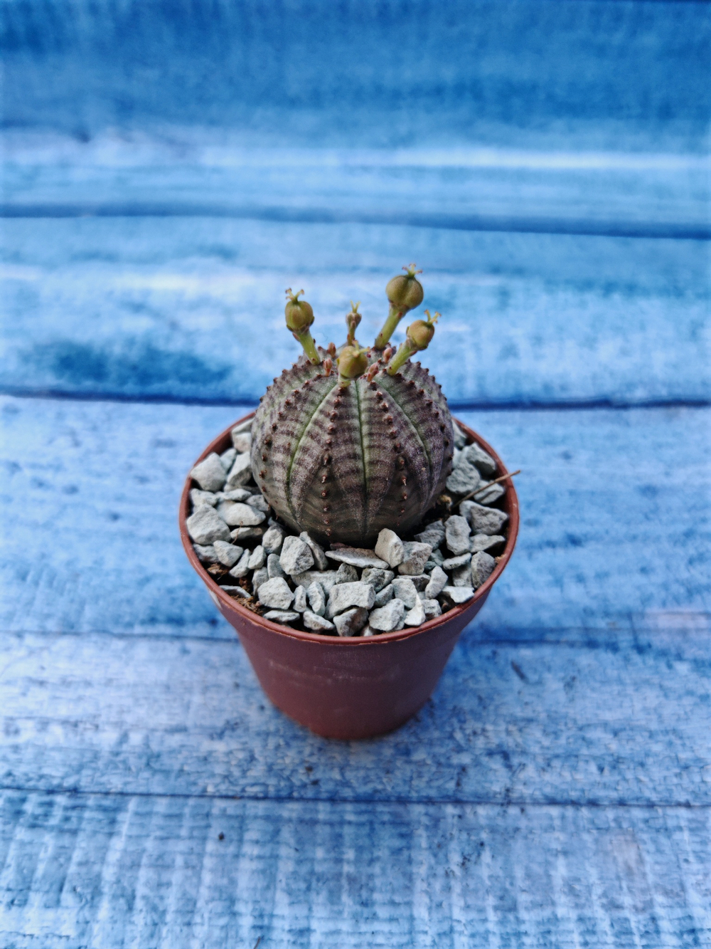 Euphoria Obesa (Эуфорбия)