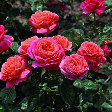 Пич Ваза (Peach Vaza)