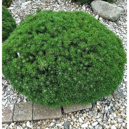 Сосна горная Бенжамин на штамбе