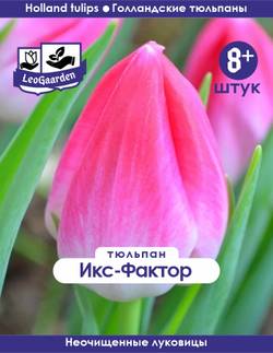 Тюльпан Луковица, Икс-Фактор, 8+ шт