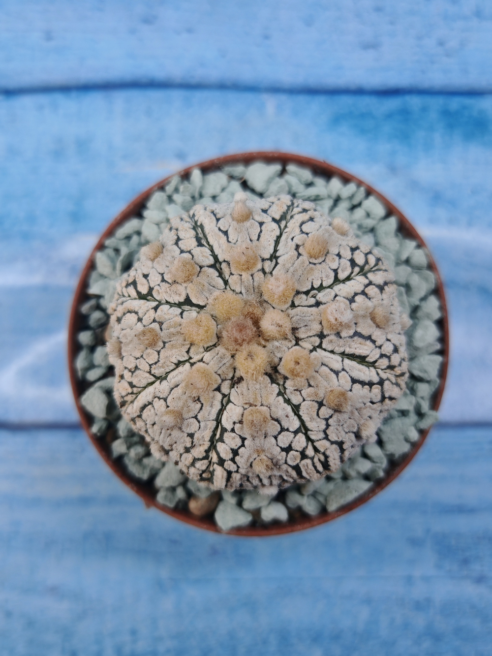 Astrophytum Asterias "Super Kabuto" (Астрофитум)
