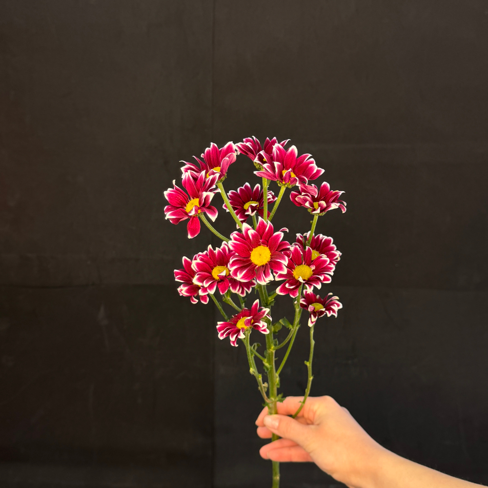 Хризантема кустовая Ромашковая яркая / 1 шт