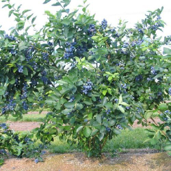 Голубика Блюджей С5 Закупка М44 апрель 2026