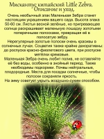 Злак Мискантус китайский Маленькая Зебра