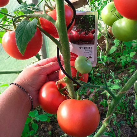 Семена томата Грифон F1, Nunhems, 5 шт.
