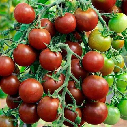 Томат Черный жемчуг 0,05г