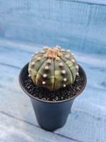 Astrophytum Asterias variagate (Астрофитум)