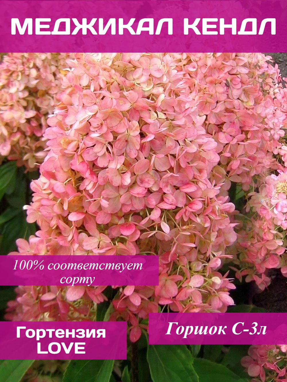Меджикал Кэндл гортензия метельчатая