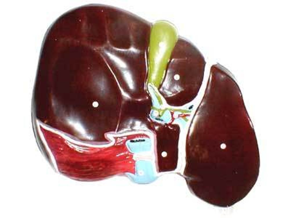 Модель барельефная «Печень. Висцеральная поверхность»