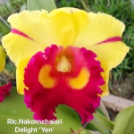 Орхидея ринхолелиокаттлея RLC. NAKORNCHAISRI DELIGHT YEN