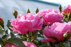 Женерасьен Жардан (Generation Jardin)