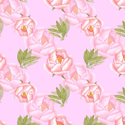 Бутоны розового пиона с зелеными листьями на розовом фоне