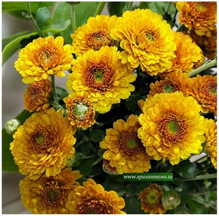 Хризантема мультифлора Gigi bronz м.185 /поставка весна 2026г/