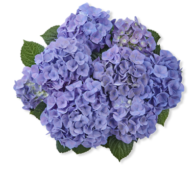 Гортензия крупнолистная (Macrophylla) Sarena Blue 5 шт.