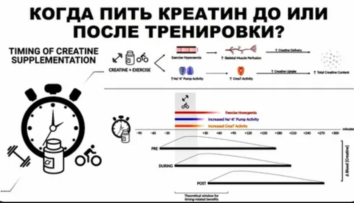 Можно ли принимать креатин каждый день