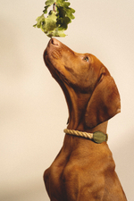 Ошейник "Кантри-Пони" Зеленый