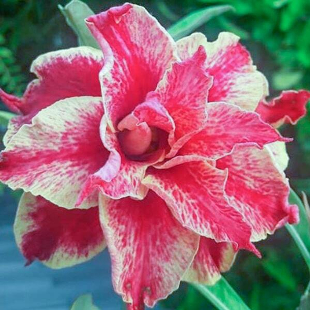 Адениум обесум 074 Tiêu Phong