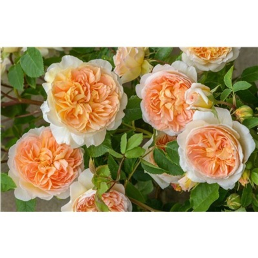 Роза Гислен де Фелигонд штамб 125 см Закупка М21 весна 2026