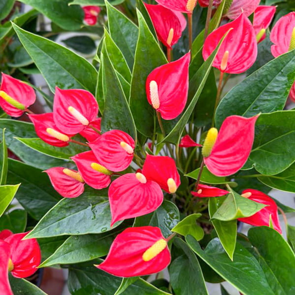 Антуриум Андре MFR