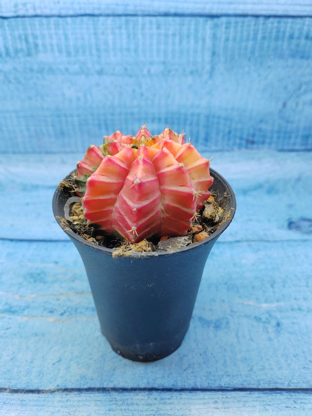 Gymnocalycium Variegata (Гимнокалициум Вариегатный)